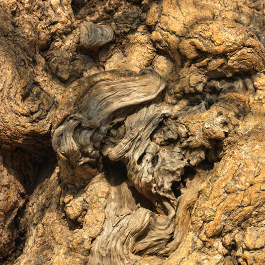 Hampi - Abstract Tree Trunk Close up. (with Frame)