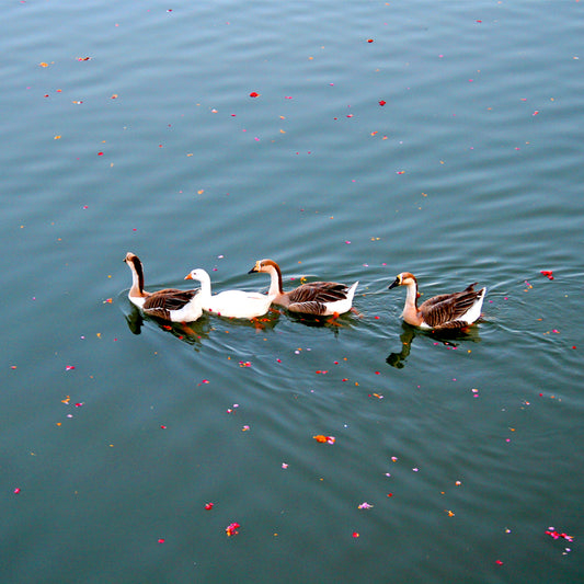 Pushkar Lake, Ducks, Pushkar Temple