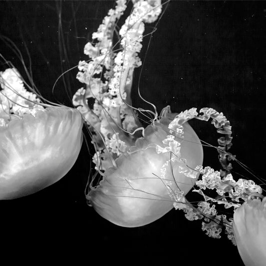 Dubai - Jelly Fish (with Frame)