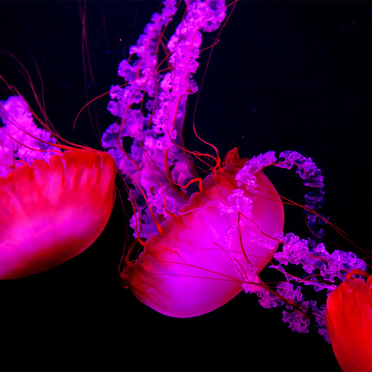 Dubai - Jelly Fish (with Frame)