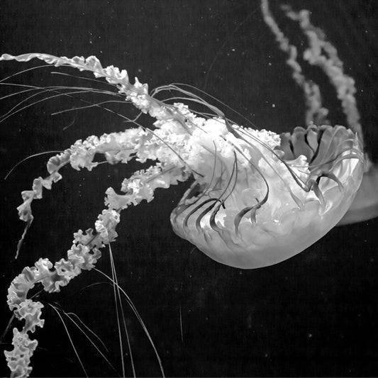 Dubai - Jelly Fish (with Frame)