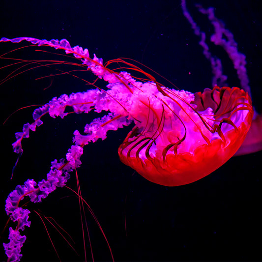 Dubai - Jelly Fish (with Frame)