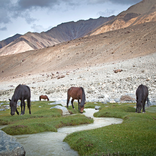 Ladakh - Horse near Nubra Valley (with Frame)