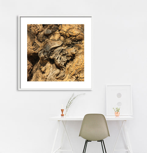 Hampi - Abstract Tree Trunk Close up.  (with Frame)