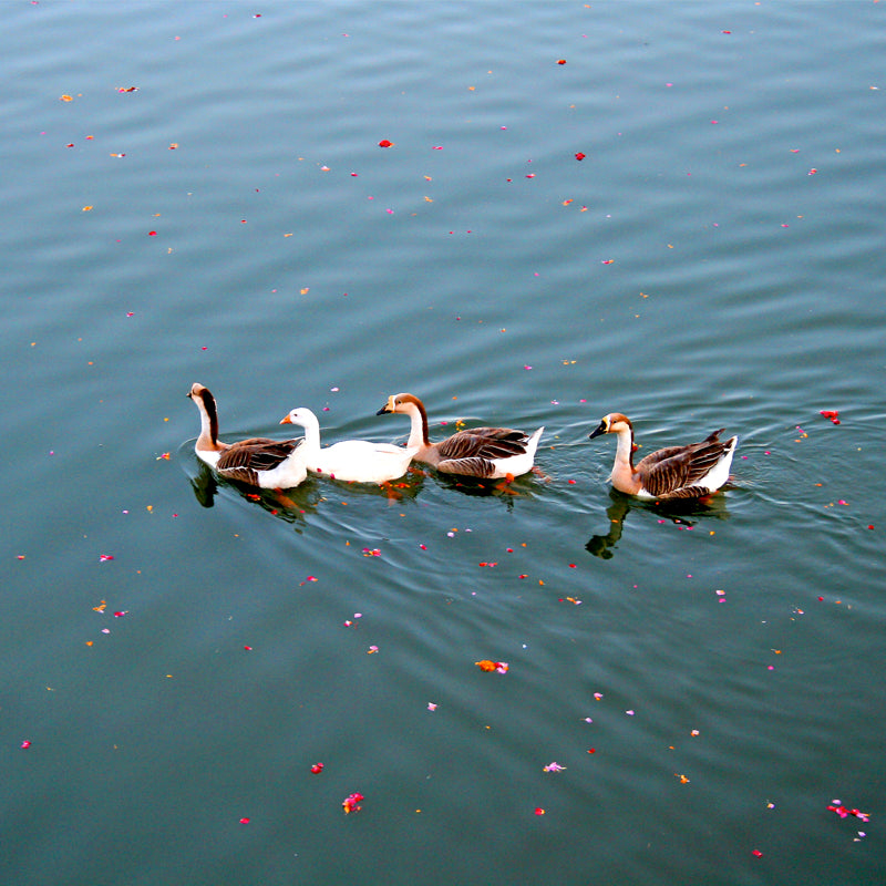 Pushkar Lake, Ducks, Pushkar Temple