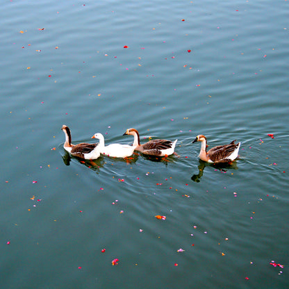 Pushkar Lake, Ducks, Pushkar Temple